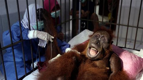 an orangutan named hope was repeatedly shot with an air rifle she was blinded but survived