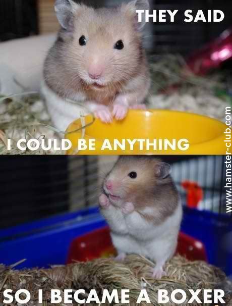 Hamster Memes Best Collection Of Funny Hamsters