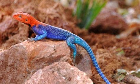Colourful Reptiles