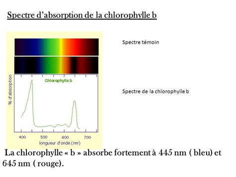 Chlorophylle A Et B Spectre D Absorption