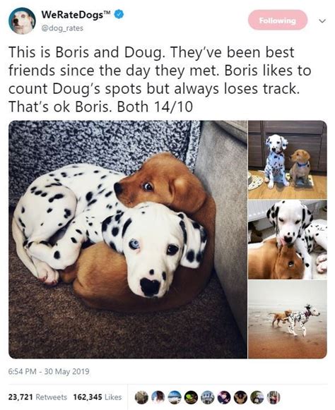 Pure Wholesome Dog Tweets By We Rate Dogs Cute Animals Cute Dogs