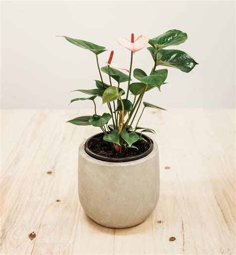 Medium Indoor Plant And Pot Combo Wildflower Mudgee