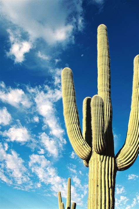 Download Wallpaper 800x1200 Cactus Thorns Desert Sky