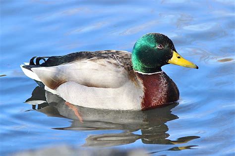 Mallard Drake In Blue Water Photograph By Linda Crockett Fine Art America