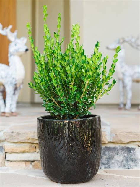 From Shrubs To Spruces Here Are 10 Evergreens Perfectly Fit For Adding