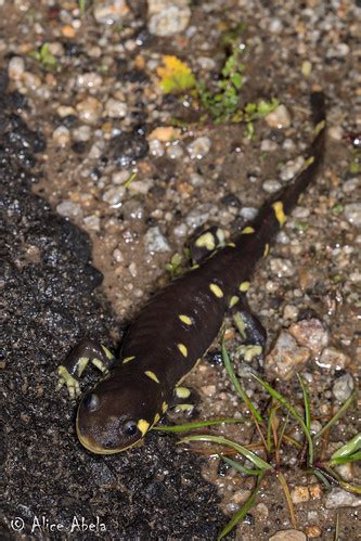 California Tiger Salamander Ambystoma Californiense Fe Flickr