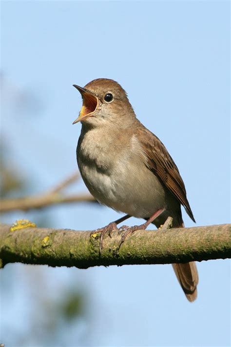 Common Nightingale Birdforum Opus