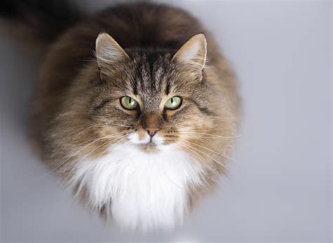 This enhances size, mood, fur, and energy. Fluffy Siberian Cat Sitting On A Gray Studio Background ...