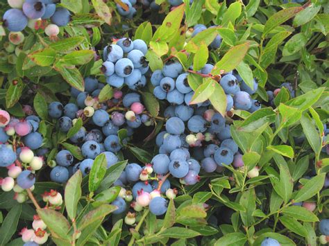 Vaccinium Angustifolium Common Lowbush Blueberry Go Botany