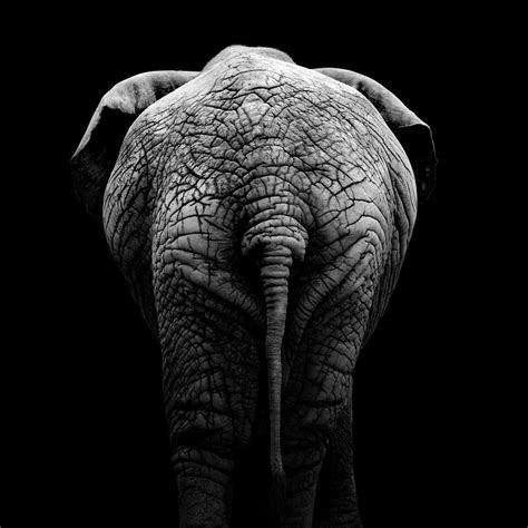 Portrait Of Elephant In Black And White Ii Photograph By Lukas Holas