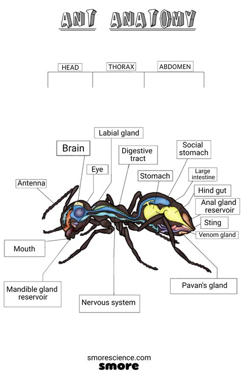 Do Ants Have Brains Smore Science Magazine