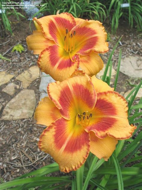 Plantfiles Pictures Daylily All Fired Up Stamile 1996 1 By Califsue