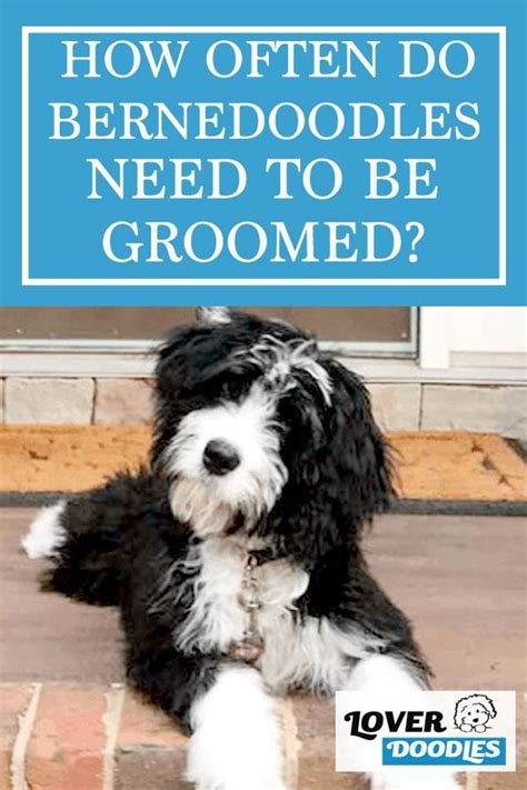 In general you should tip your groomer 15 to 20 percent of the service total. How Often Should You Groom Your Bernedoodle? | Bernedoodle ...