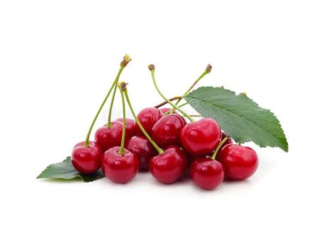 Red Ripe Cherries With Leaves Stock Photo Image Of Juicy Green