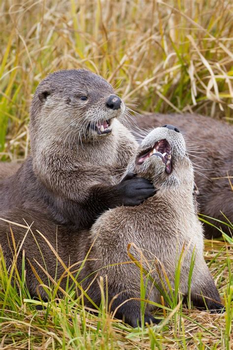 Photograph River Otters At Play By Mike Clark On 500px Otters Otters