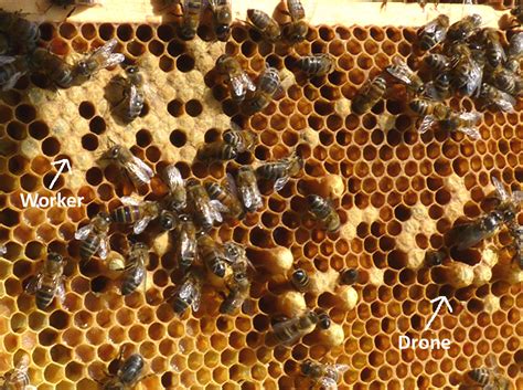 3 Workers House Bees Pinner And Ruislip Beekeepers Association