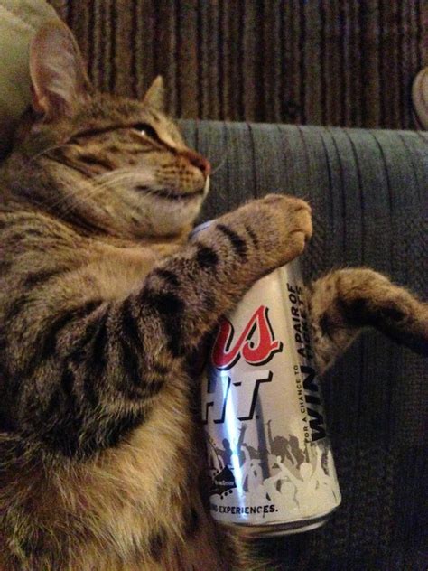A Cat Drinking Beer Catsdoingillegalstuff