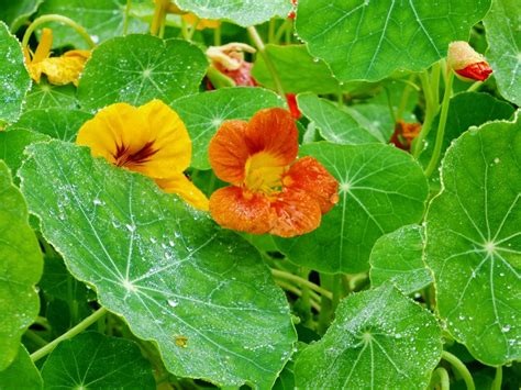 Nothing to do with real seasons. Nasturtiums - Cool-Season Annual Flowers