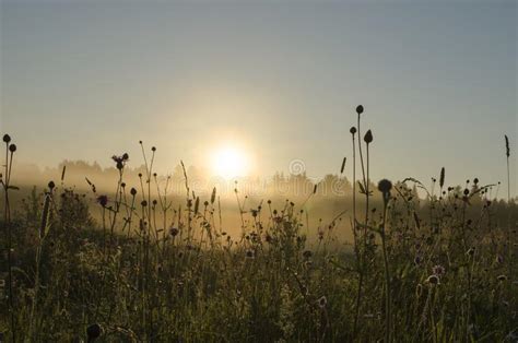 Summer Sunrise In Foggy Forest Stock Image Image Of Season Landscape