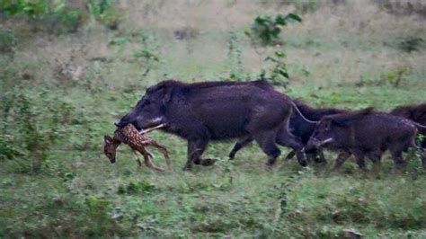 Fighting The War On Wild Hogs The Truth About Guns