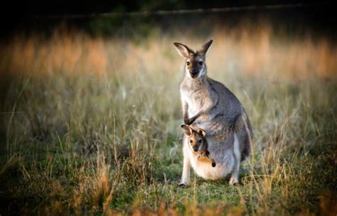 Kangaroo Mother Care For Our Babies Photo Baby