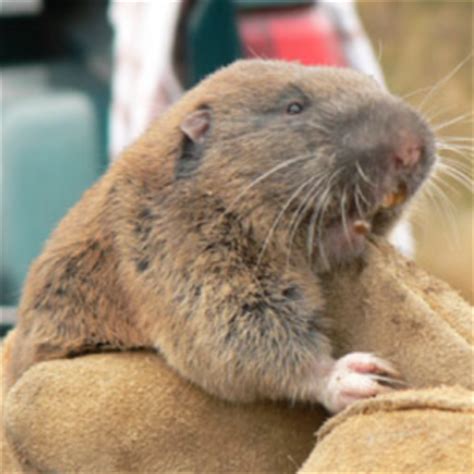 Rhythm & hues children's art & music center. Sunrise, FL Gopher Removal & Wildlife Control Services