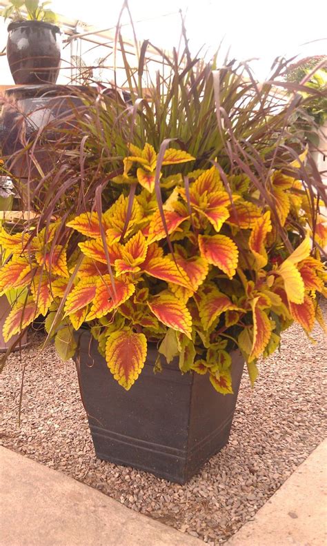 Coleus Adds Color To Any Pot Fall Planters Container Gardening Fall