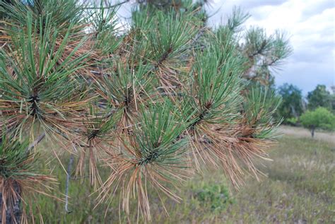 Dying Off Color Pine Needles Are Normal Part Of Autumn Season