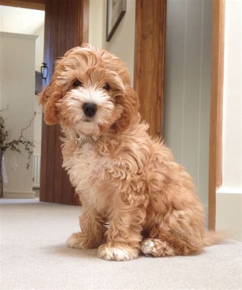 Apricot Cockapoo Puppies For Sale Uk Cockatoos Epic