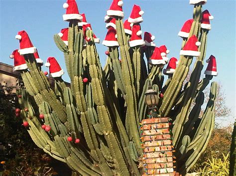 Santa Hat Cactus Cactus Pinterest
