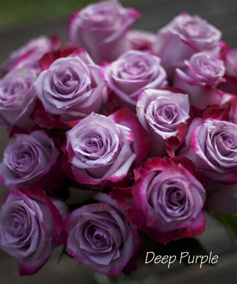 The Lavender Purple Rose Study Flirty Fleurs The Florist Blog