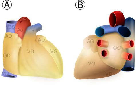 Anatomie Du Cœur Ventricules Oreillettes Aorte Artères Coronaires