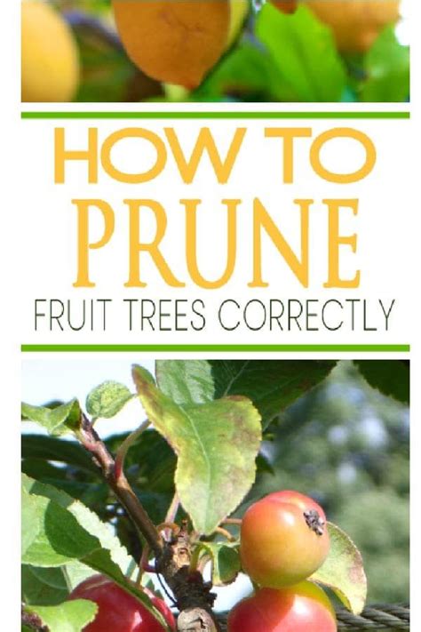 Trim back all other shoots and branches to 6 inches. How to Prune Fruit Trees the Correct Way | Prune fruit ...