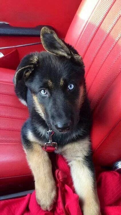 The main causes for fo this would be due to genetic variation that causes. Pin by Milica Vesic on love dogs | German shepherd puppies, German shepherd dogs, Shepherd dog