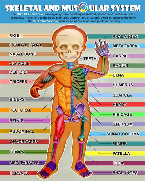 Skeletal And Muscular System