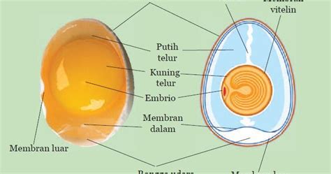 Embrio Telur Ujian