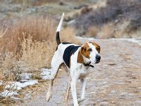 The received wisdom in home design used to be that you didn't mix and match design fixtures, but home decoration trends are showing that, if you do it right, mixing metals makes for a. 43 Treeing Walker Coonhounds in honor of Harper ideas ...