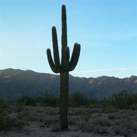 The saguaro cactus has a lifespan of the saguaro flowers have more stamens per flower than any other desert cactus. Carnegiea gigantea - Saguaro Cactus - Mid Valley Trees