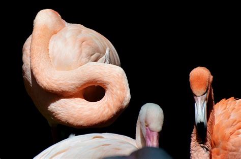 Flamingo Bird Pink Free Photo On Pixabay Pixabay