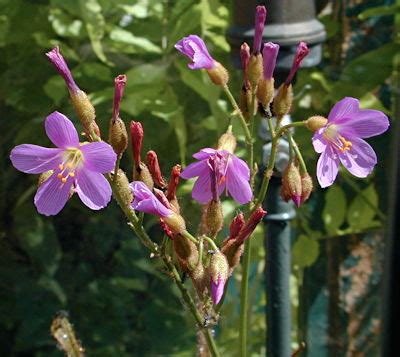 Check spelling or type a new query. Carniplant Plantas Carnívoras: Listado de especies de ...