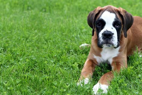 How Do You Train A Boxer Puppy To Walk On A Leash
