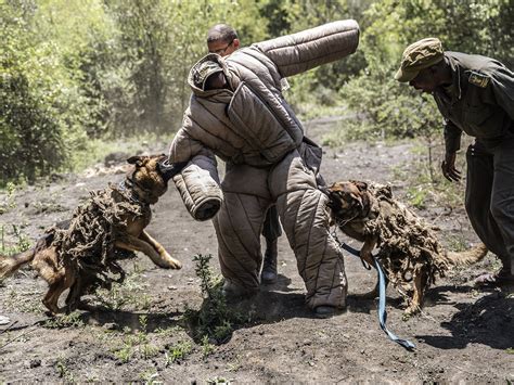 Dogs Army Set To Lead The Fight Against Rhino Poachers In South Africa