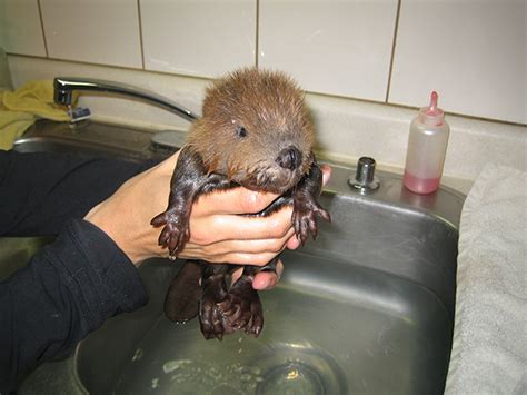 30 Cute Beaver Babies To Celebrate International Beaver Day
