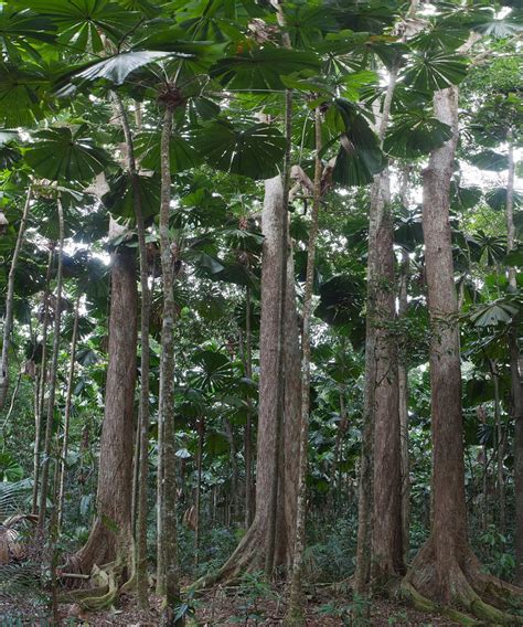 Gigantic Trees In Fan Palm Forest Photograph By Dirk Ercken Pixels