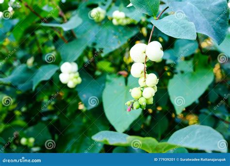Symphoricarpos Commonly Known As The Snowberry Waxberry Or