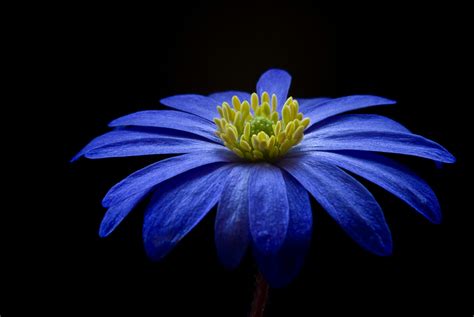 Blue Yellow Petaled Flower · Free Stock Photo