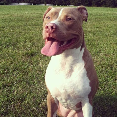 A Brown And White Dog Sitting On Top Of A Lush Green Field