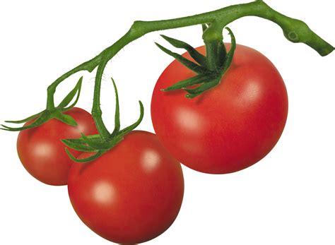 Collection Of Free Png Tomatoes Pluspng