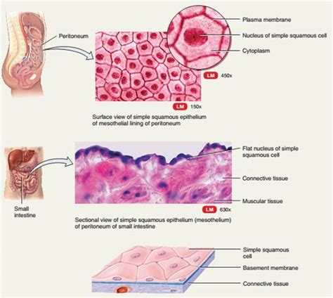 Squamous epithelial cells are flat skin cells, with angular or irregular outline. Classification & 8 Types Of Epithelial Tissue | All About ...