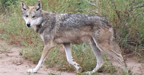 How Science Watchdogs Can Protect The Gray Wolf Union Of Concerned